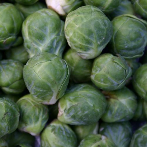 Brussels Sprout Groninger ORGANIC Seeds